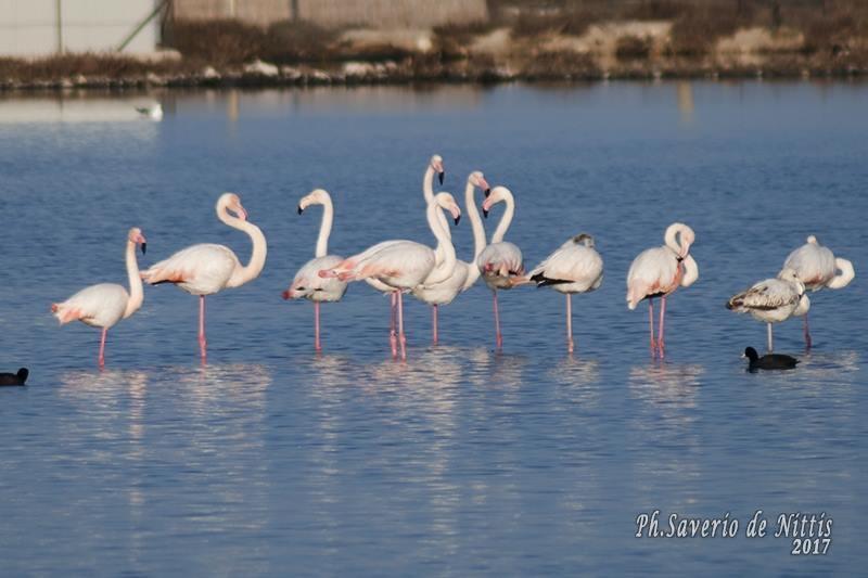 B&B Stella Marina Manfredonia Dış mekan fotoğraf